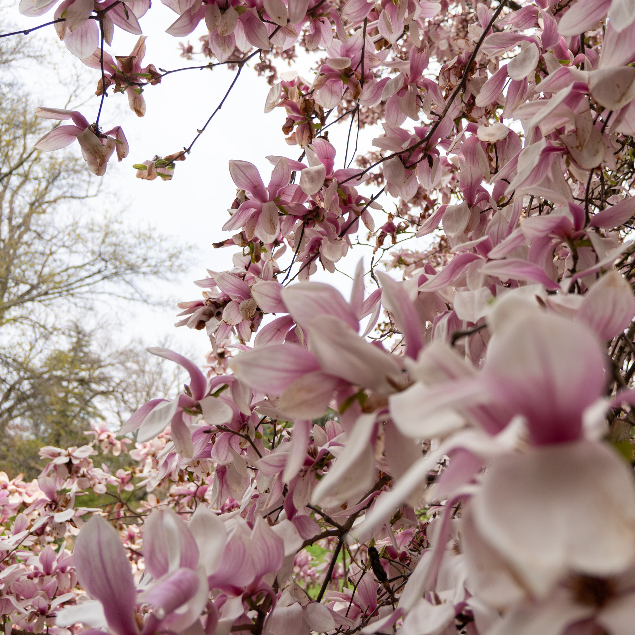Magnolia blossom with soft pink center at Stoneleigh