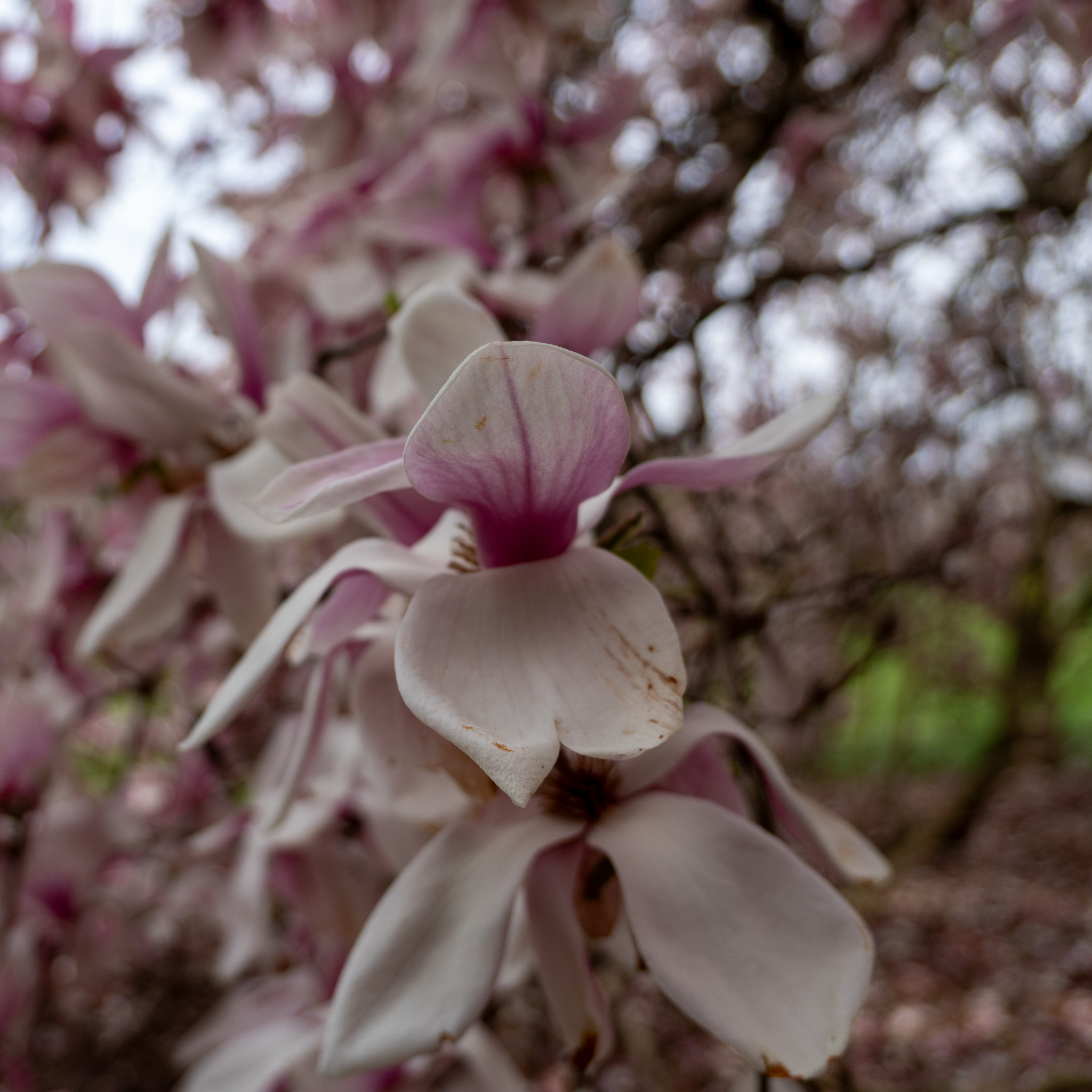Close-up of pale magnolia petals with warm brown edges