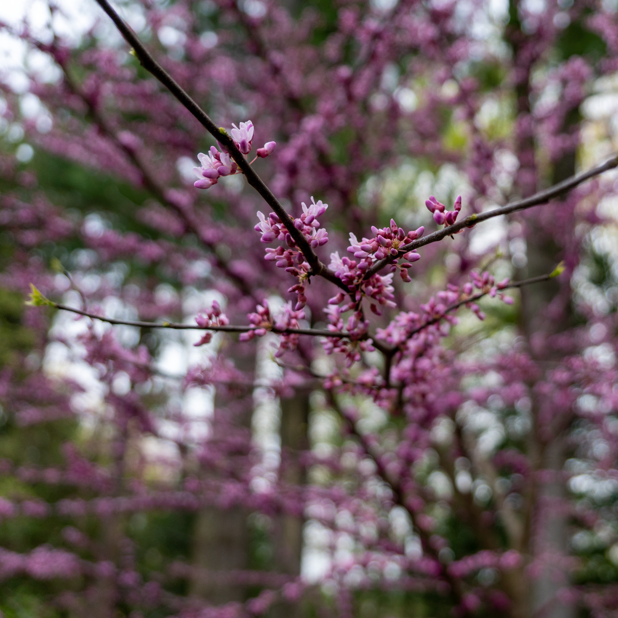Branch of redbud blossoms set against a soft forest background