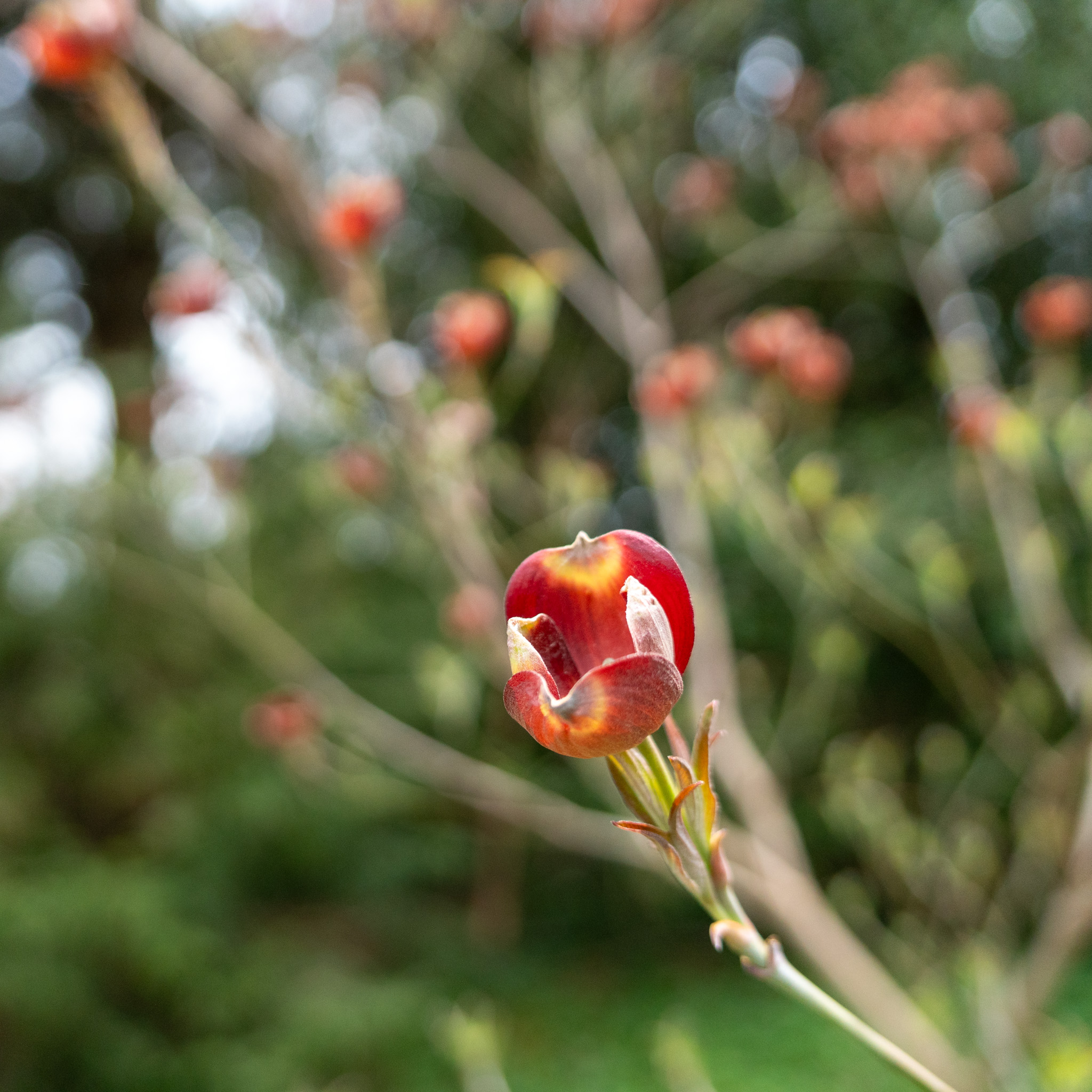 Unusual tubular flower bud in warm reds and golds