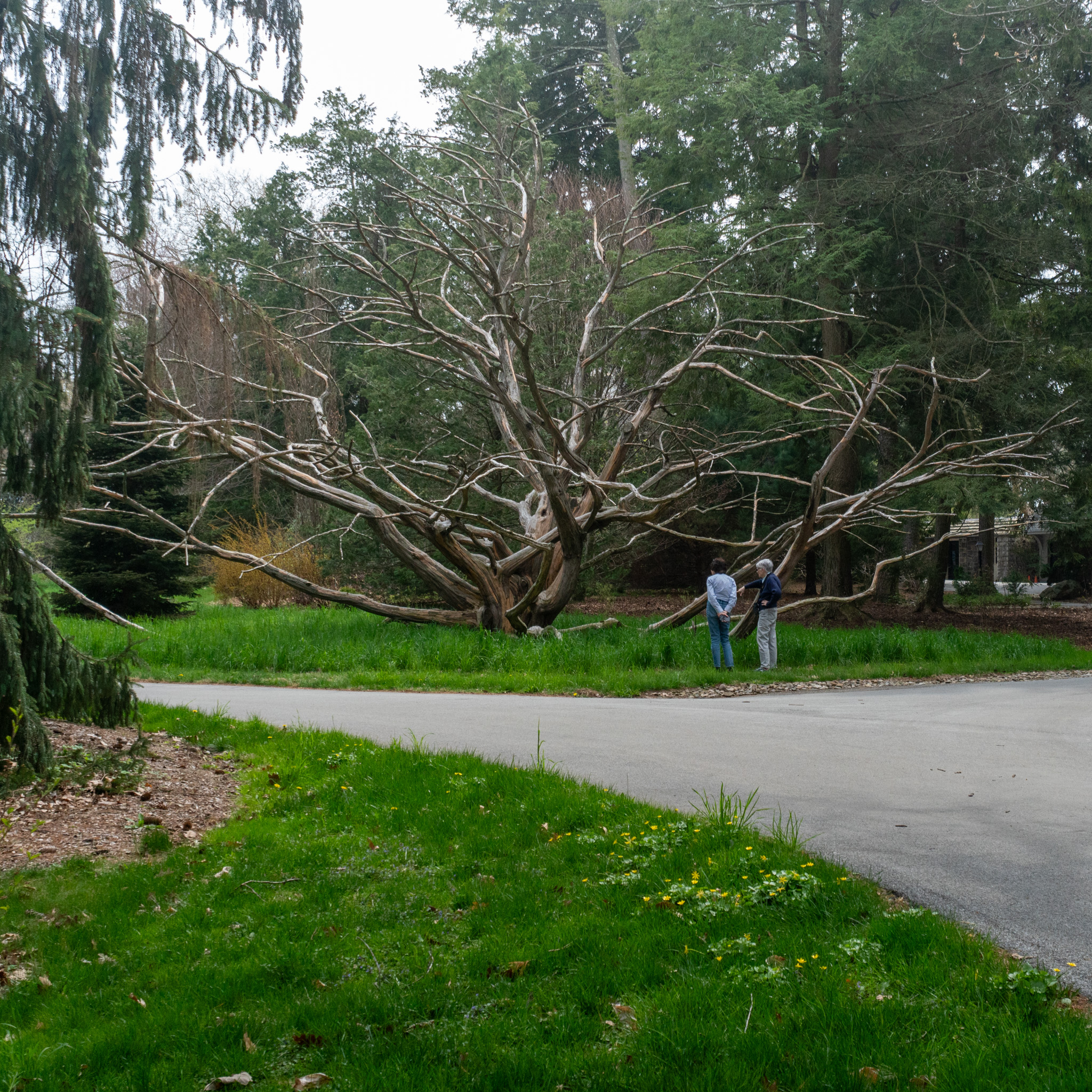 Sprawling sculptural tree near a path