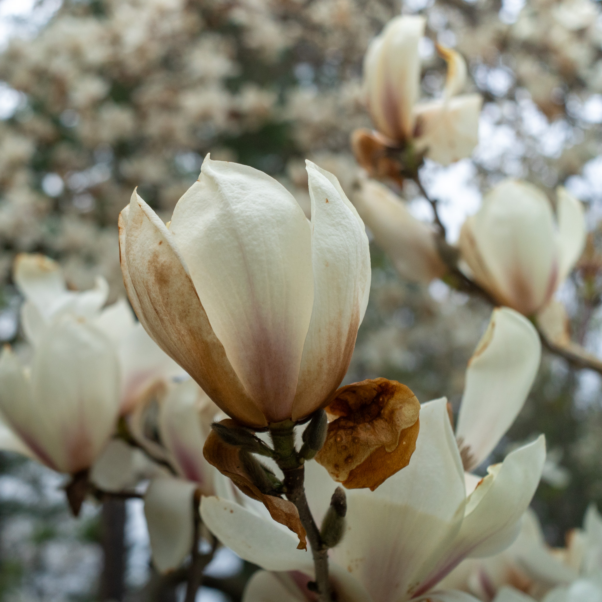 Canopy of pink magnolia flowers filling the frame
