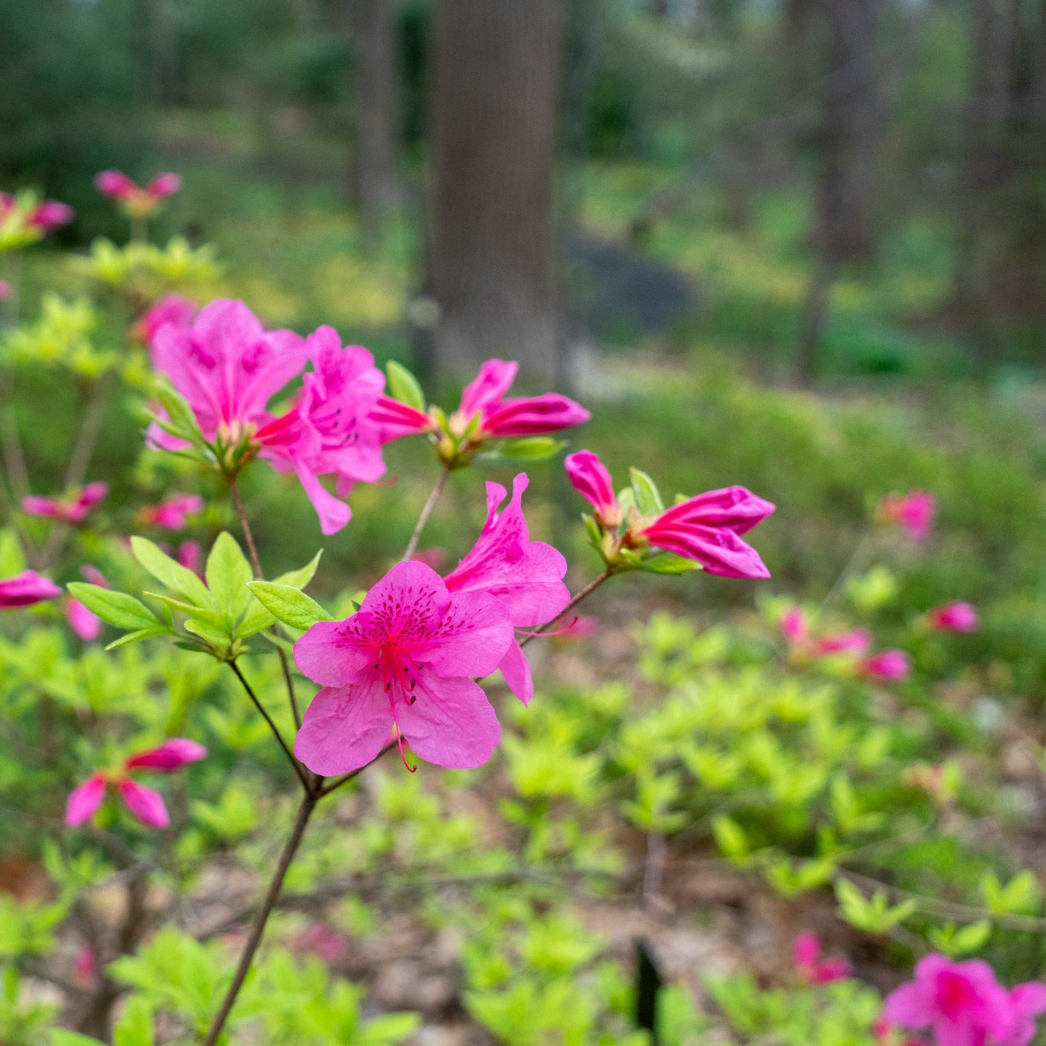 Pink azalea blossoms with fresh chartreuse leaves