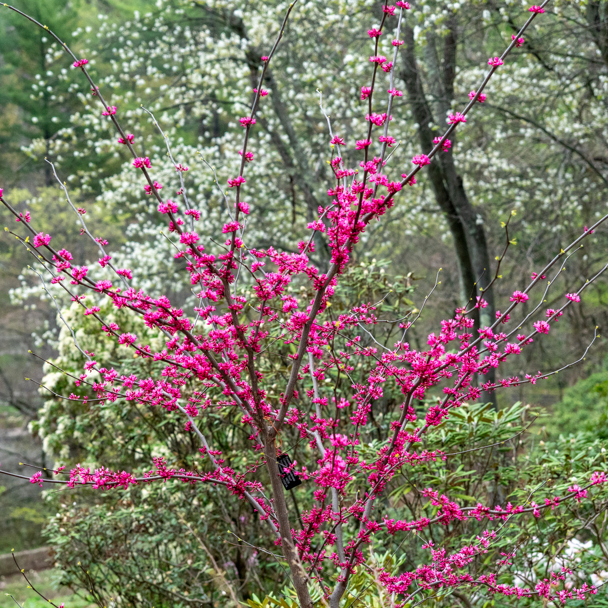 Vivid pink flowering tree with pale white blooms in the distance