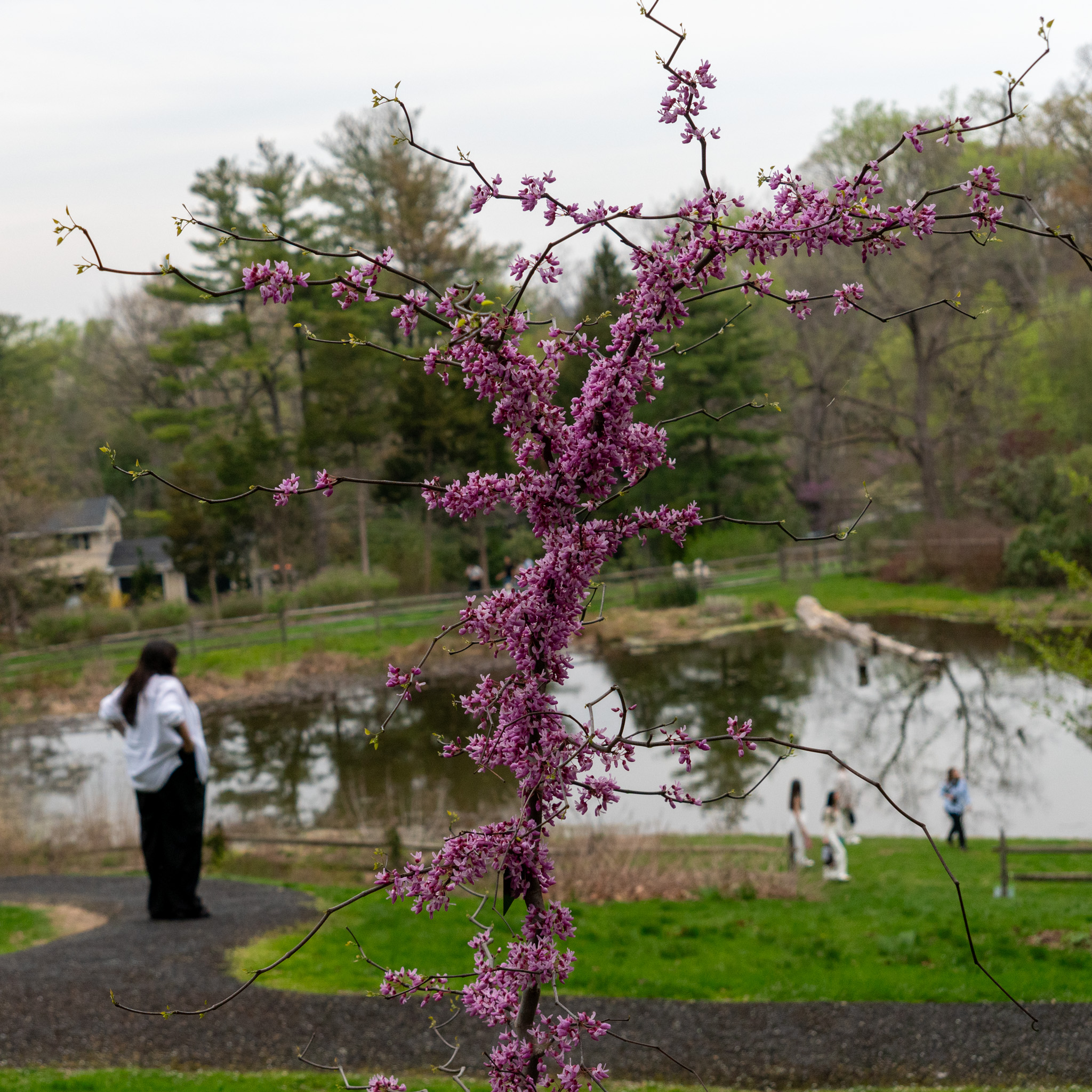 Slender branch of pink blossoms, pond scene in the background