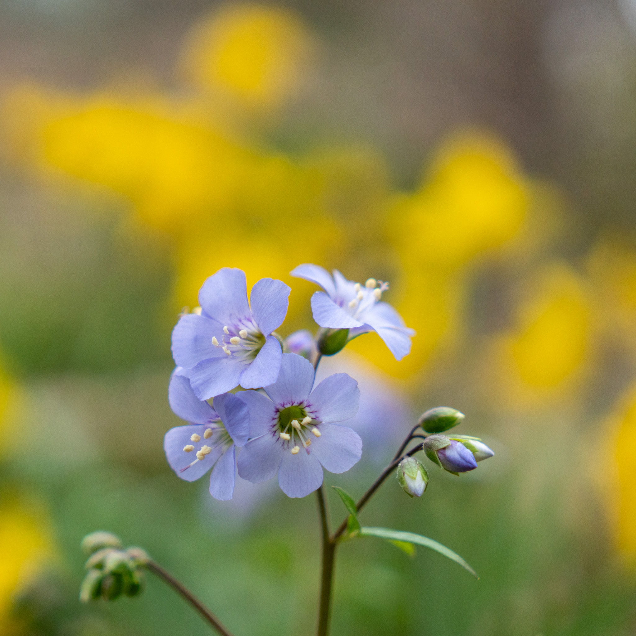Close-up of small blue wildflowers with buttery yellow bokeh