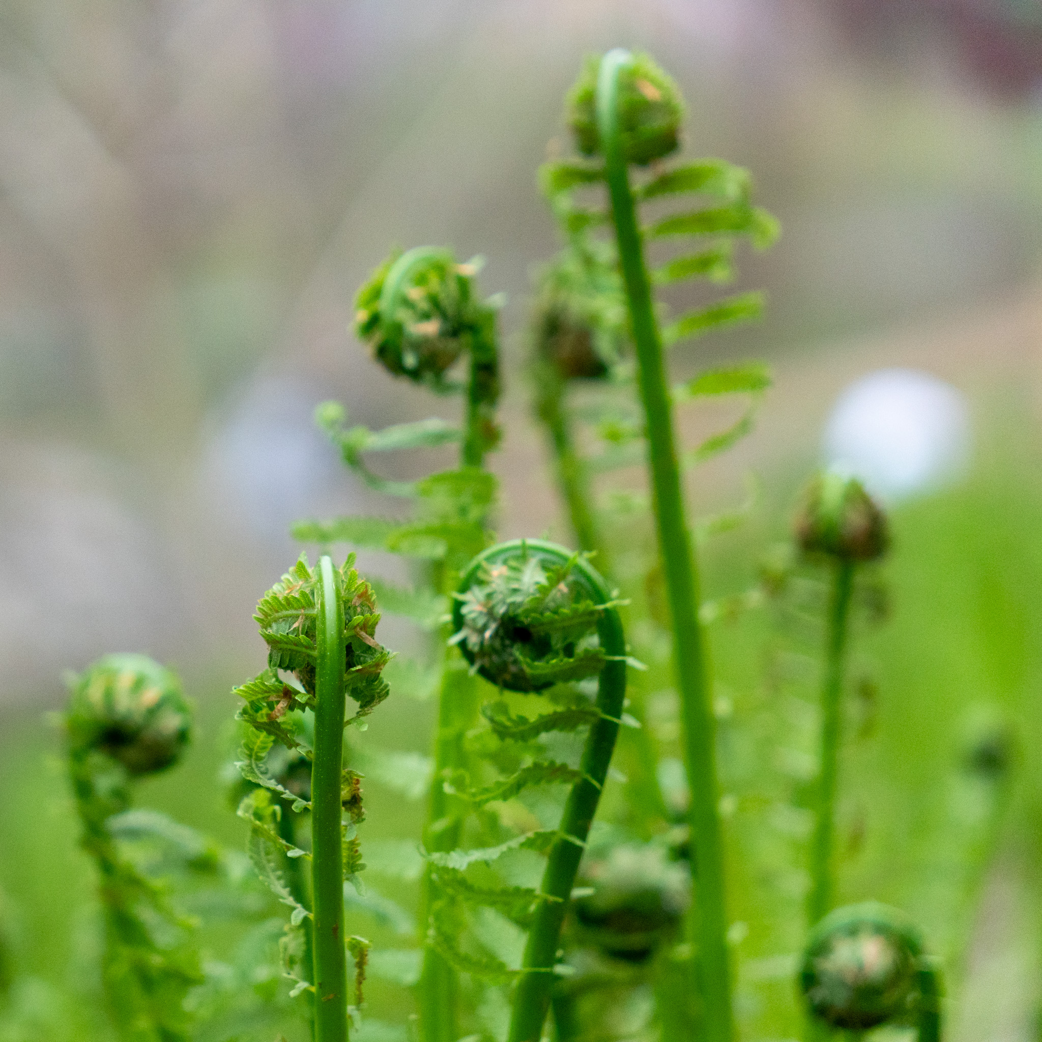 Unfurling fern fiddleheads in bright spring green